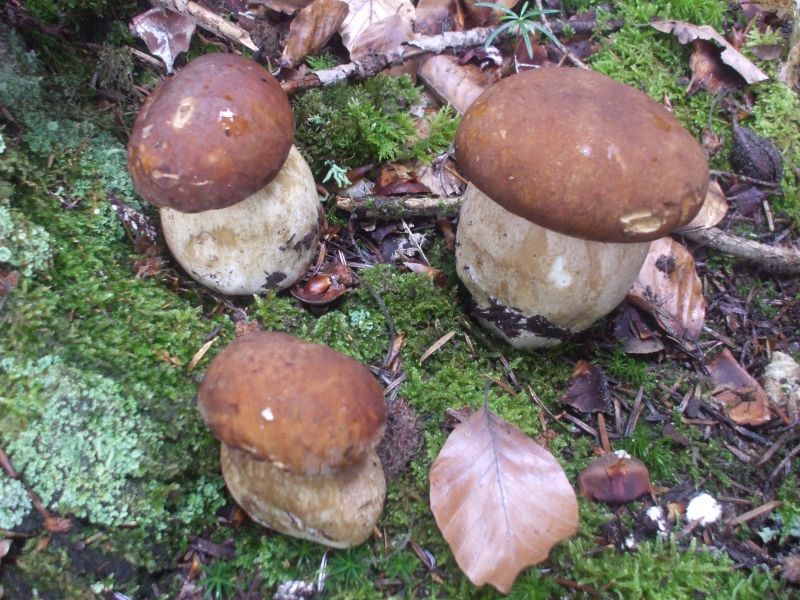 Cepes