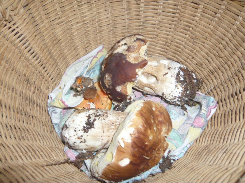 P1240736 800x600